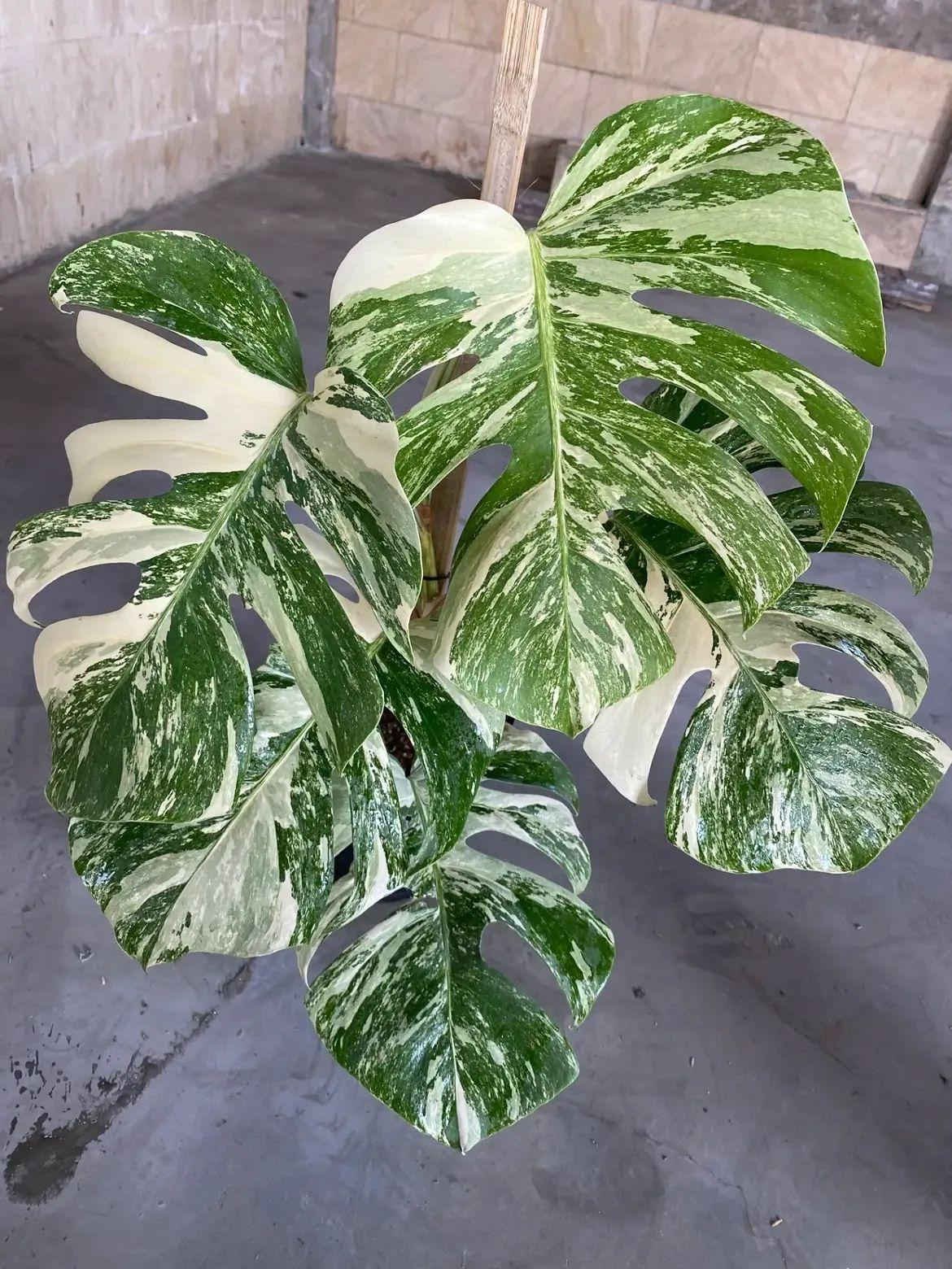 Monstera albo 
