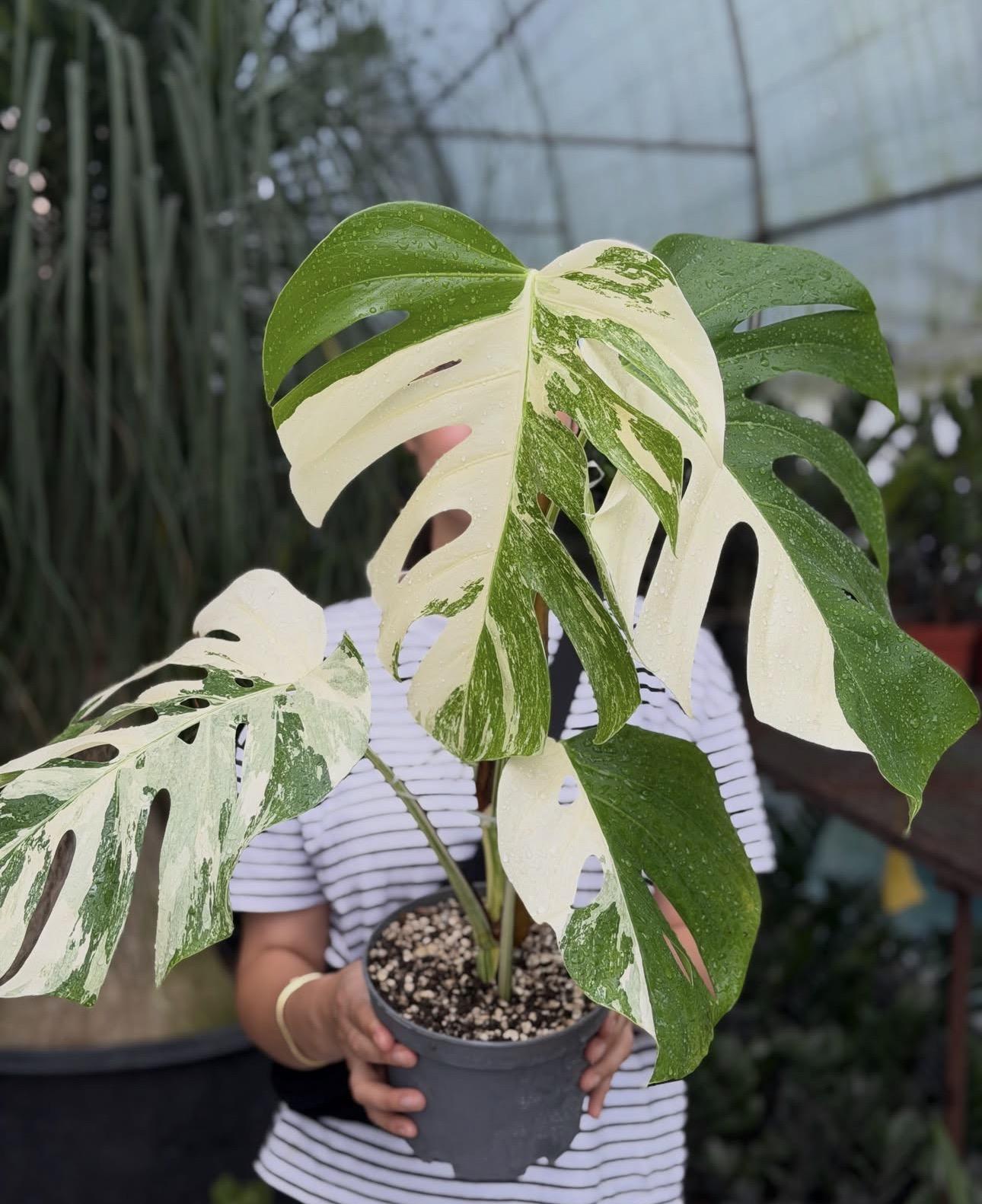 Monstera albo 