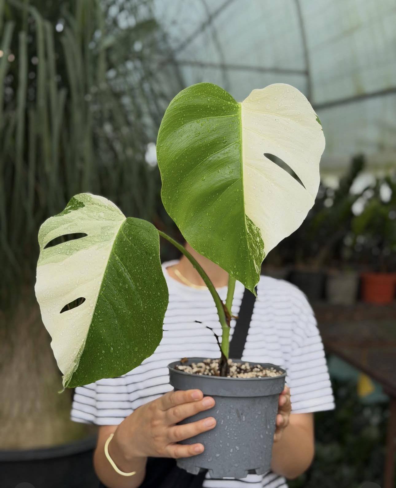 Monstera half moon 