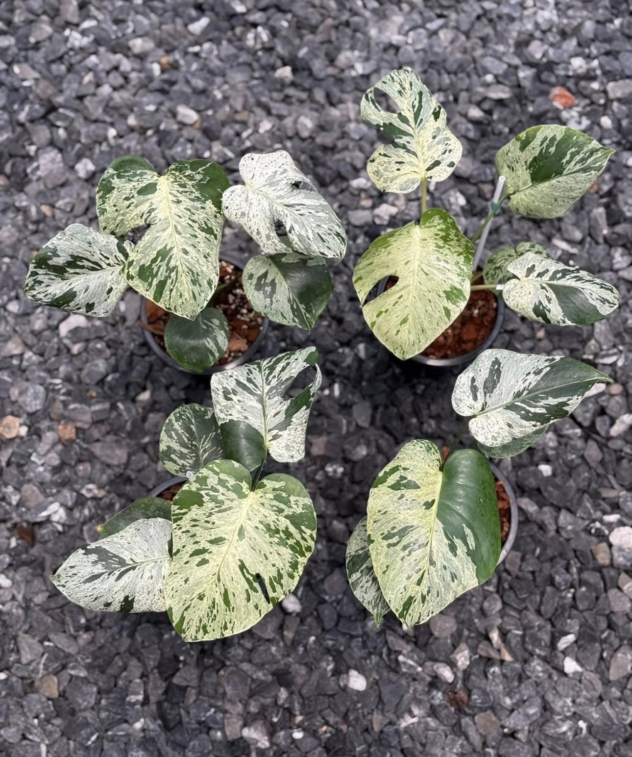 Monstera bulbasaur