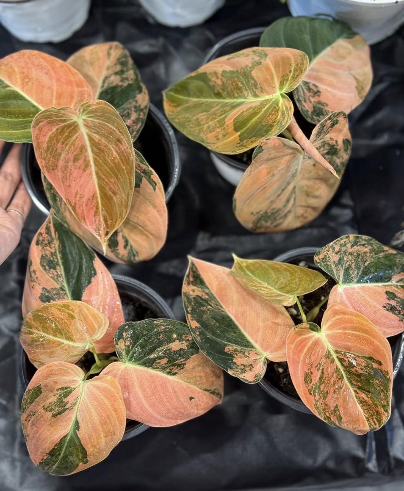 Orange maleno 