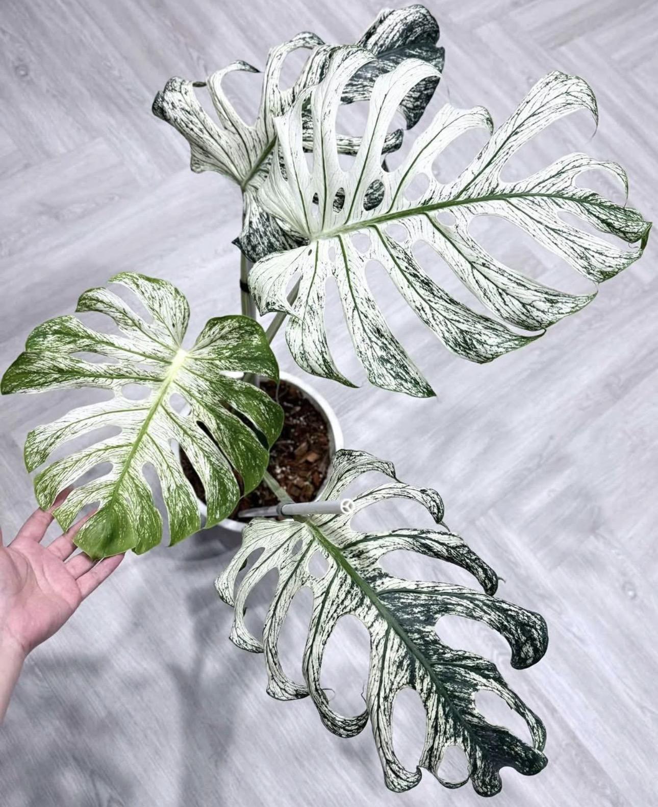 Monstera devil 