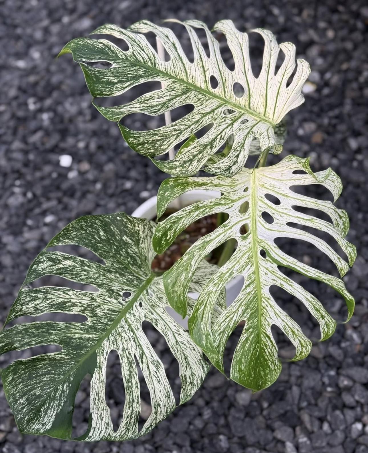 Monstera devil 