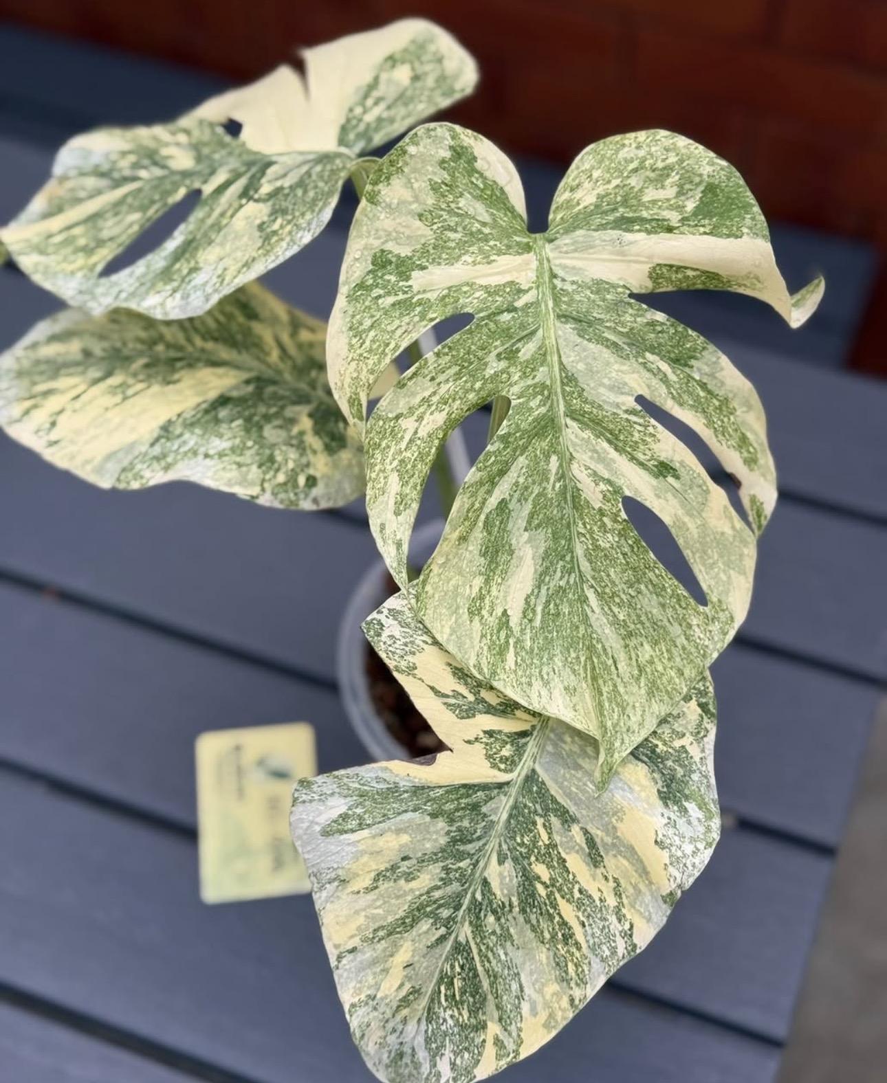 Monstera mint 