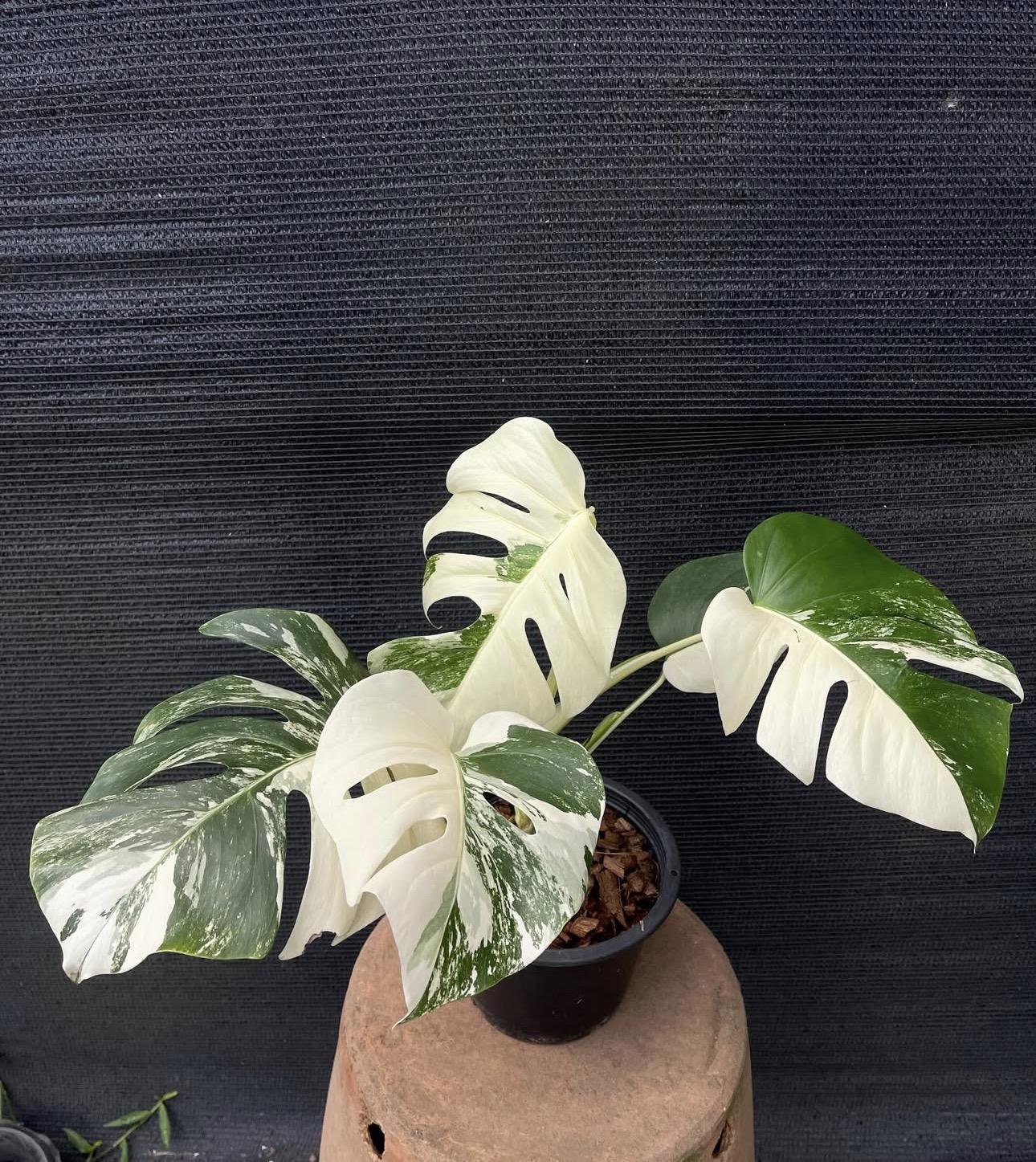 Variegated monstera 