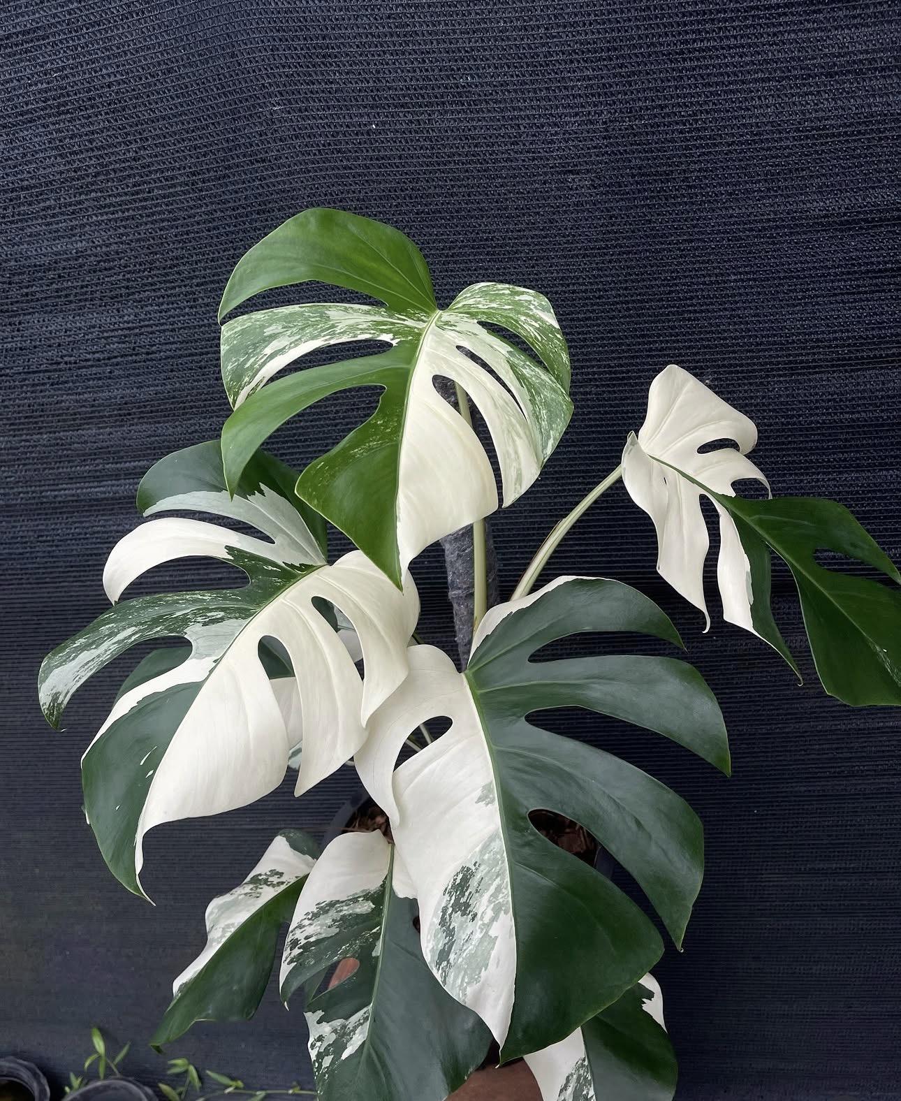 Monstera half moon 