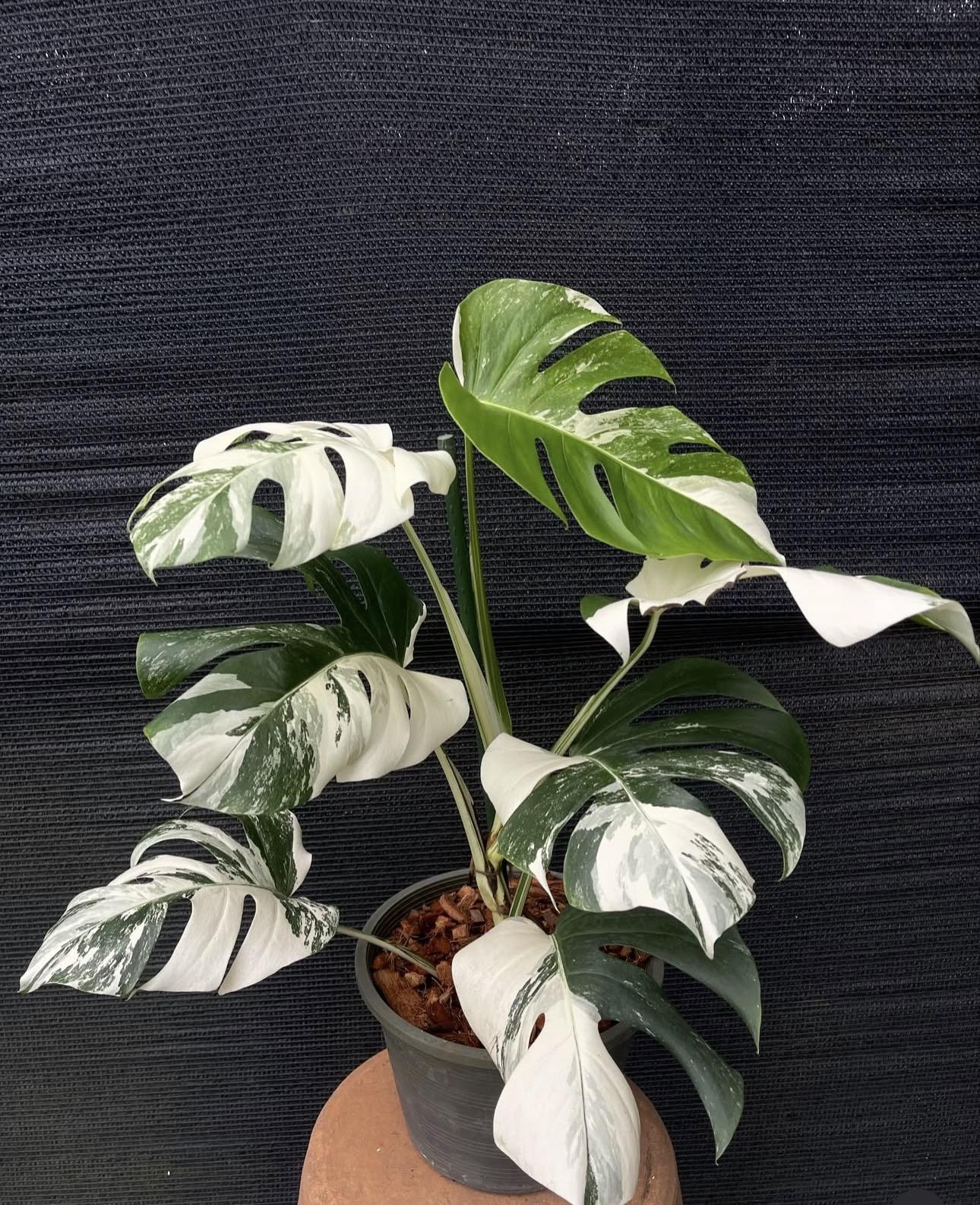 Monstera albo 