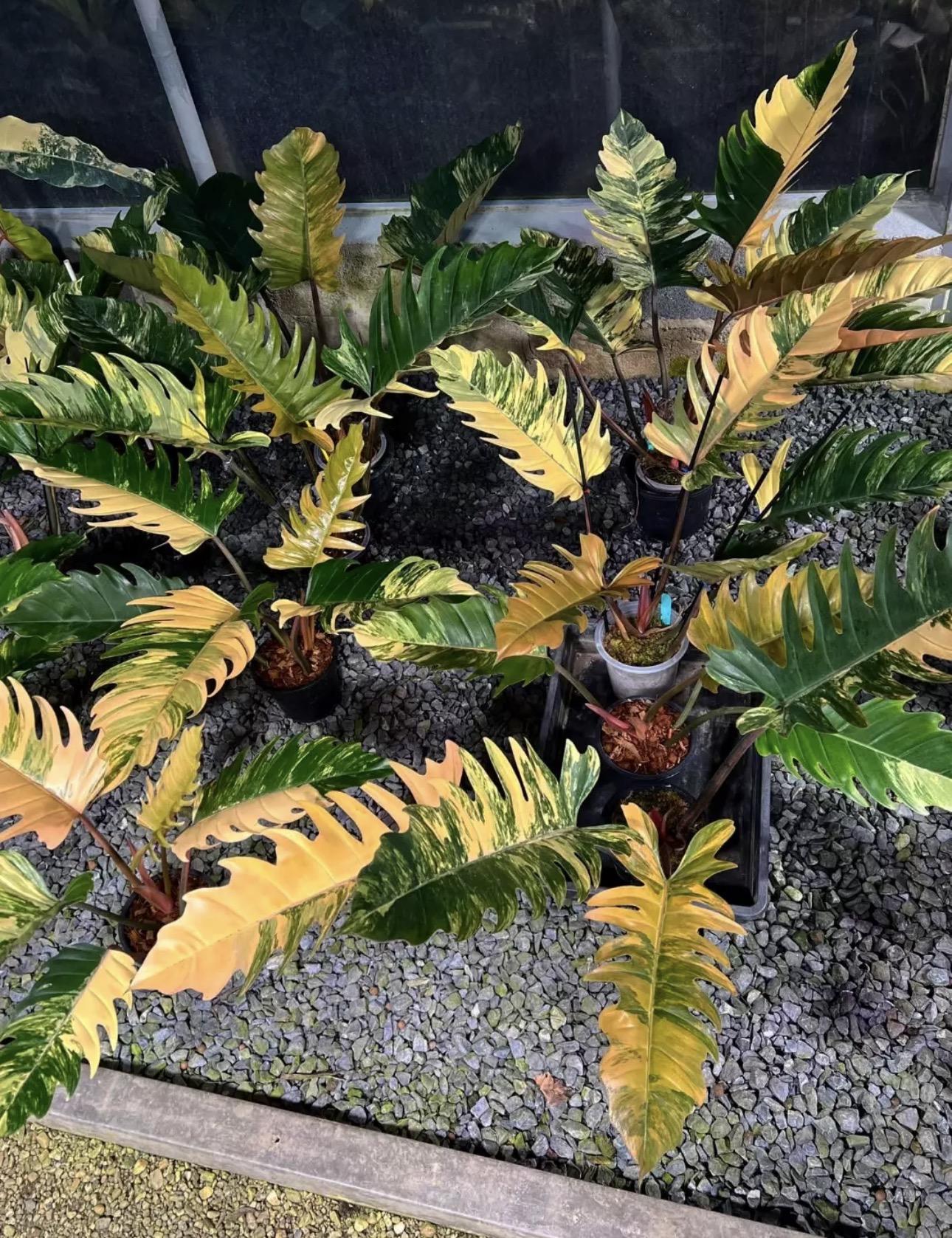 Caramel marble philodendron 