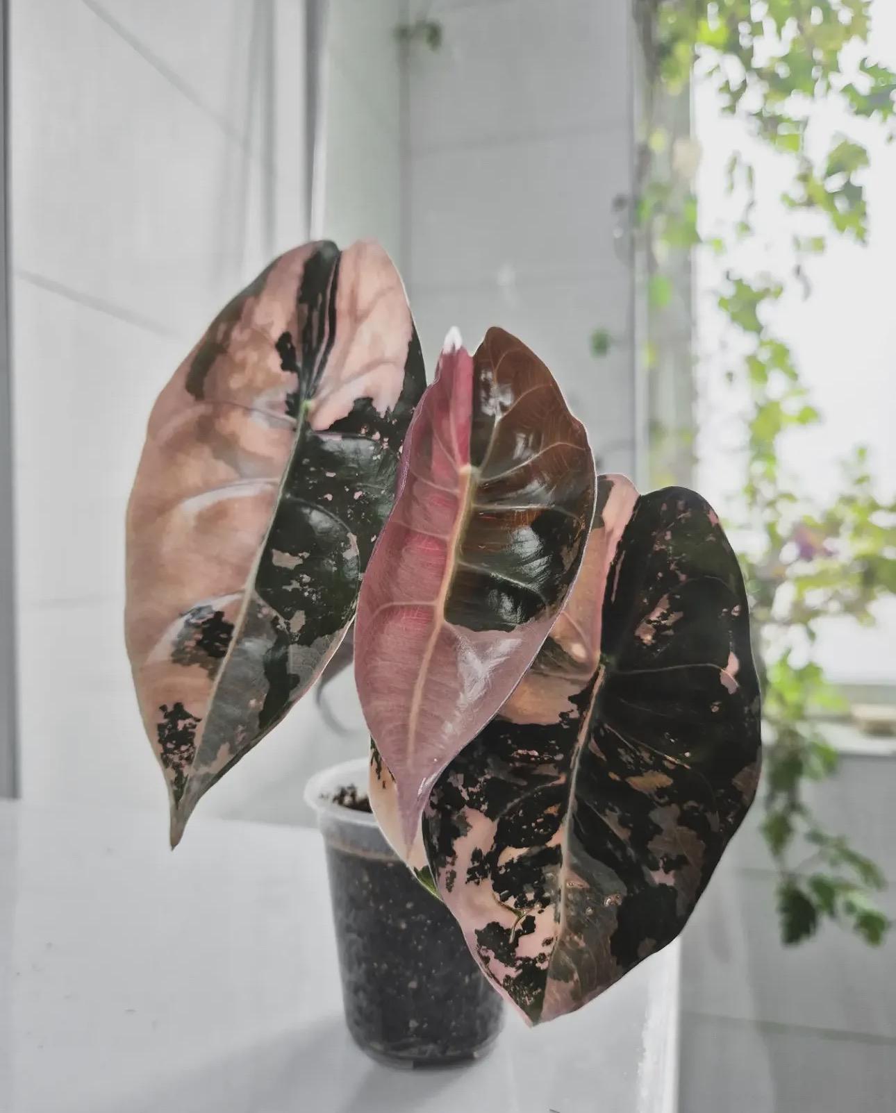 Alocasia pink 