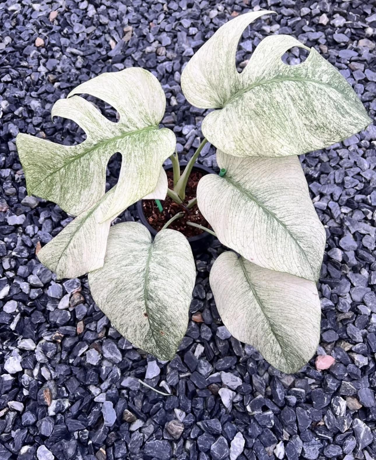 Monstera mint 