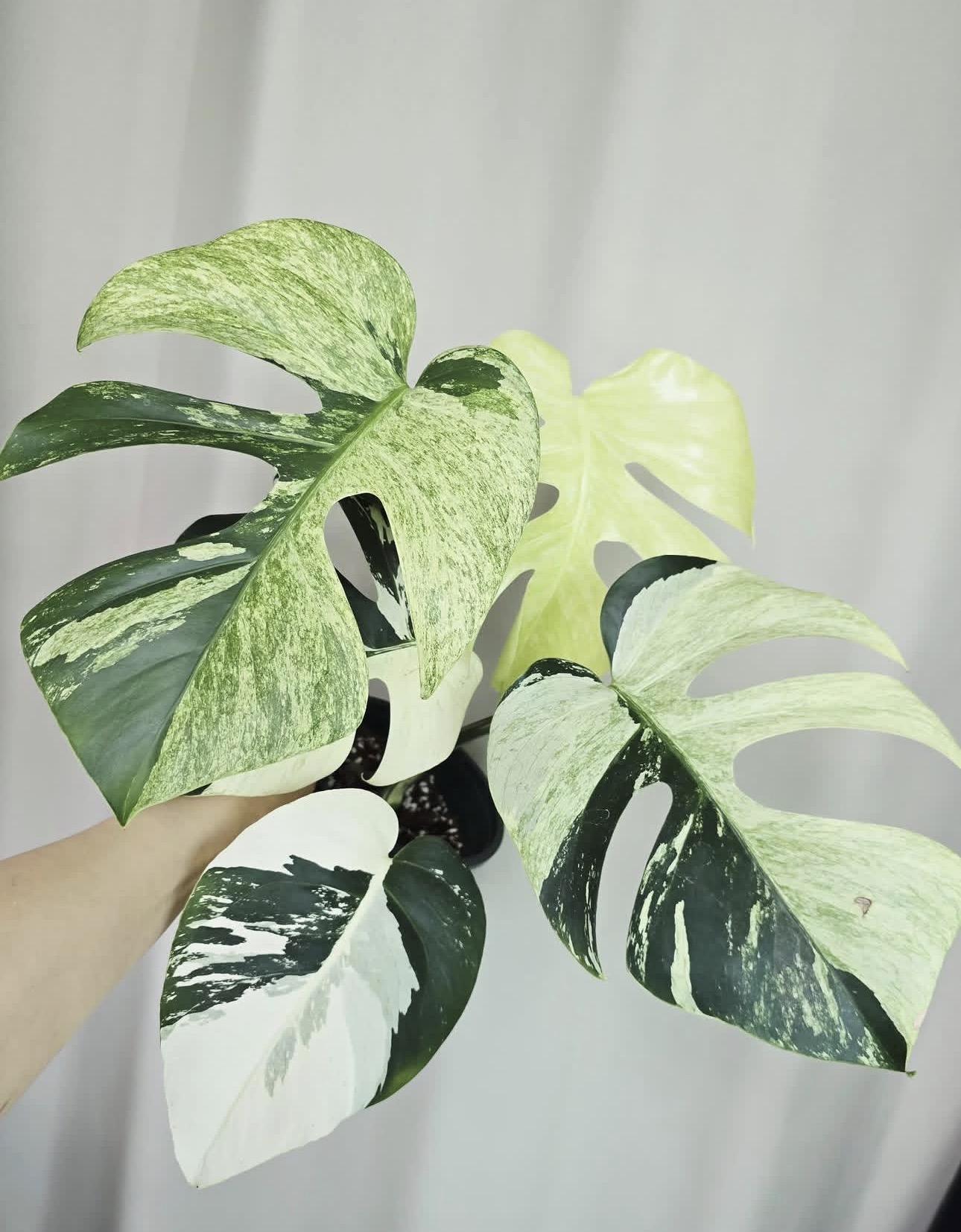 Monstera delicious 
