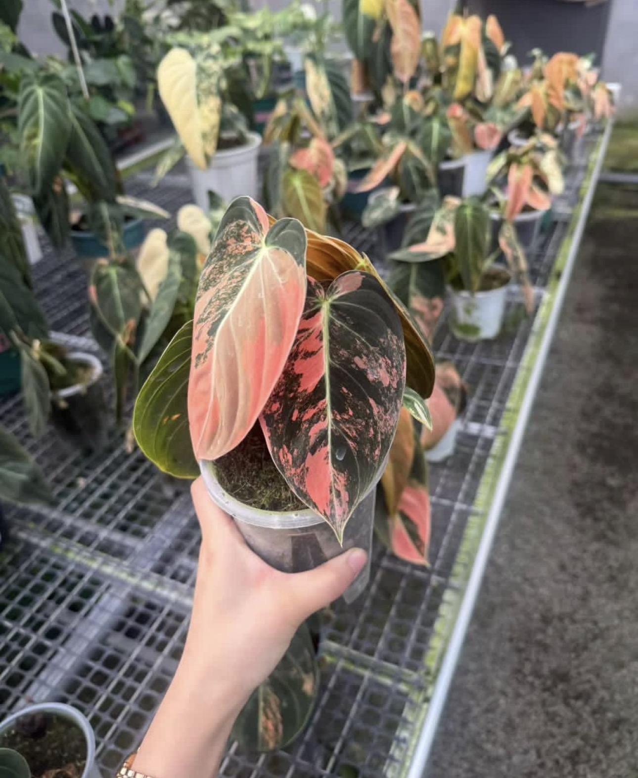 Orange maleno 