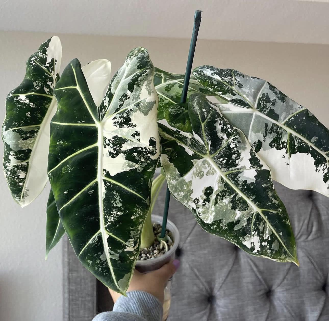 Alocasia frydek 