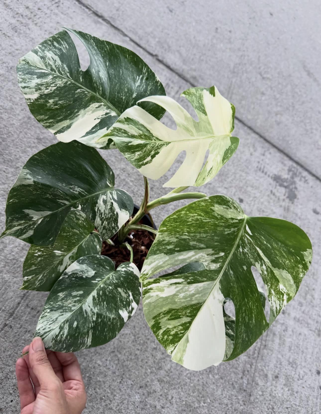 Variegated mint 