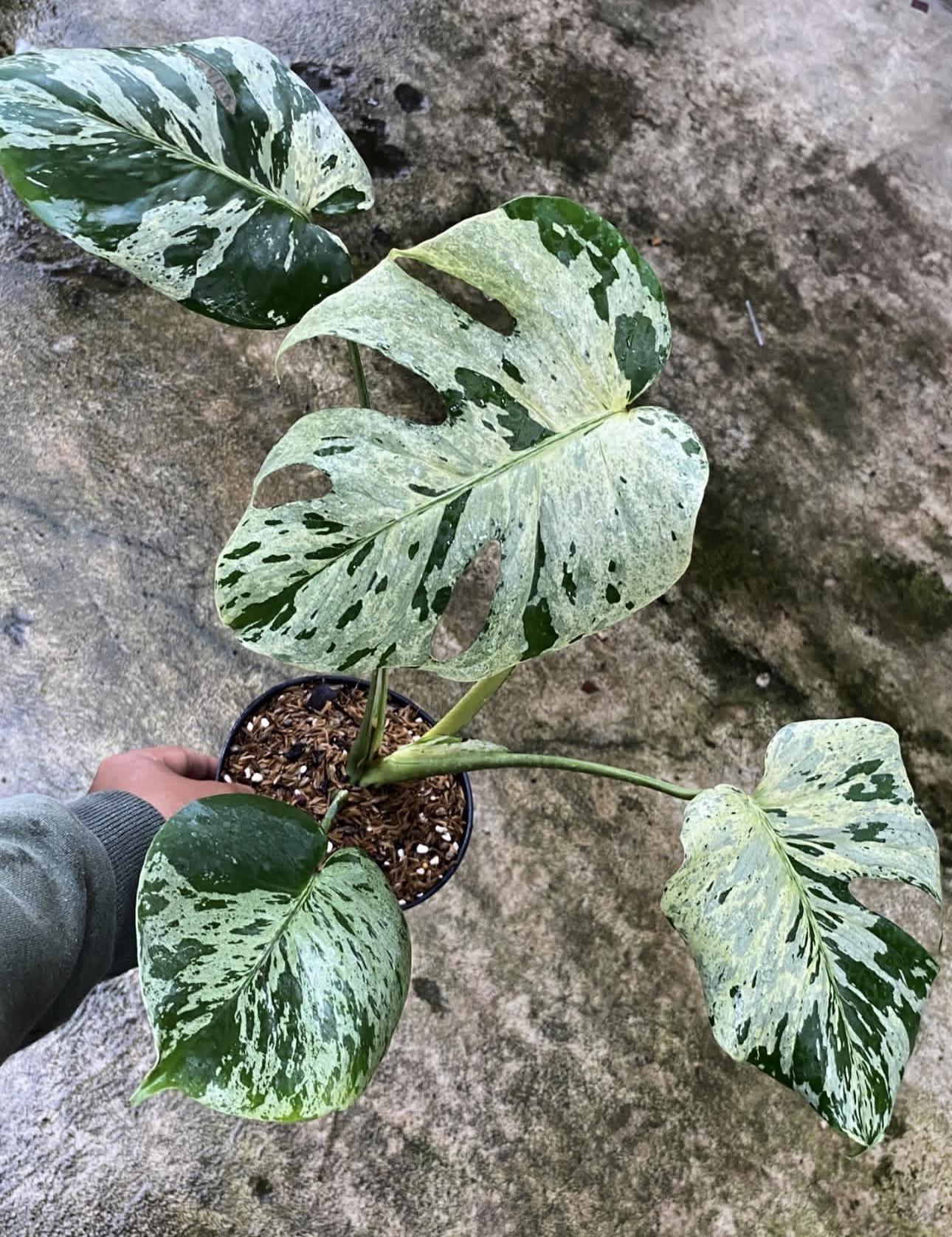 Monstera Bulbasaur 