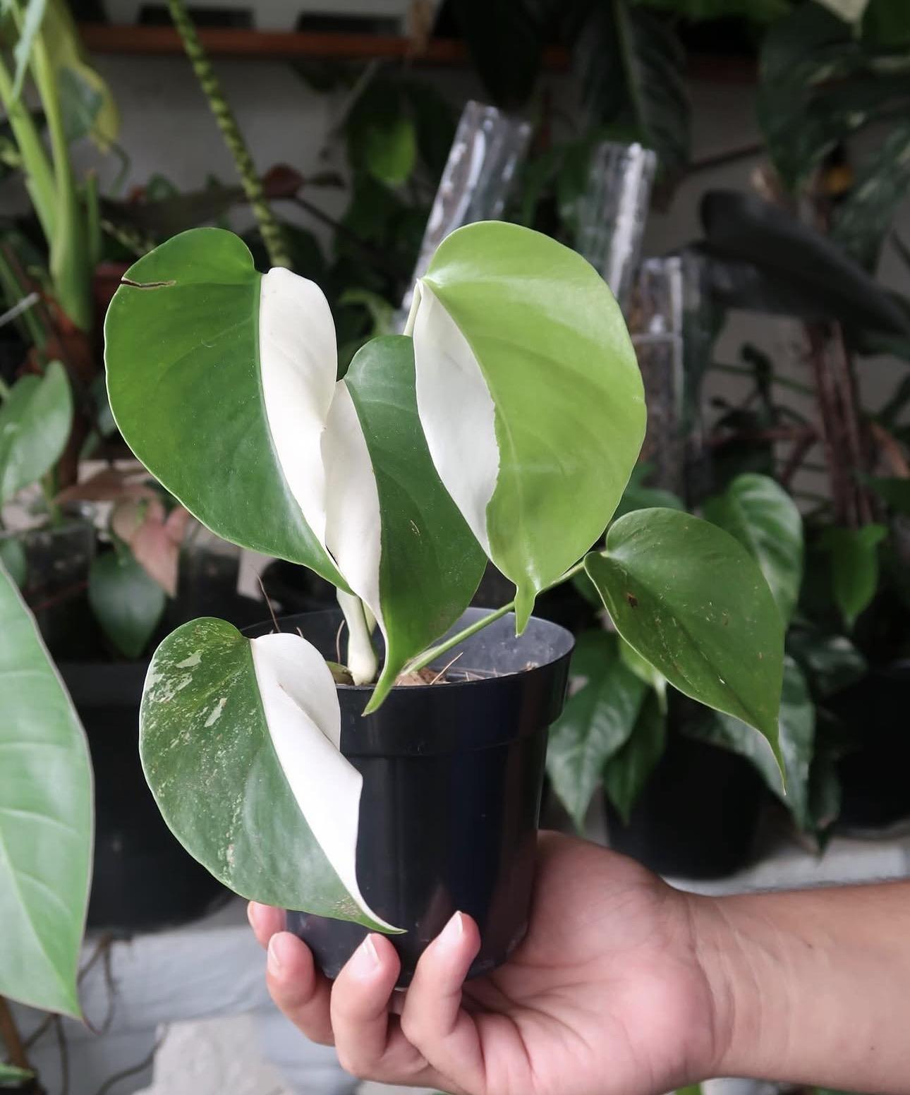 Half moon monstera 