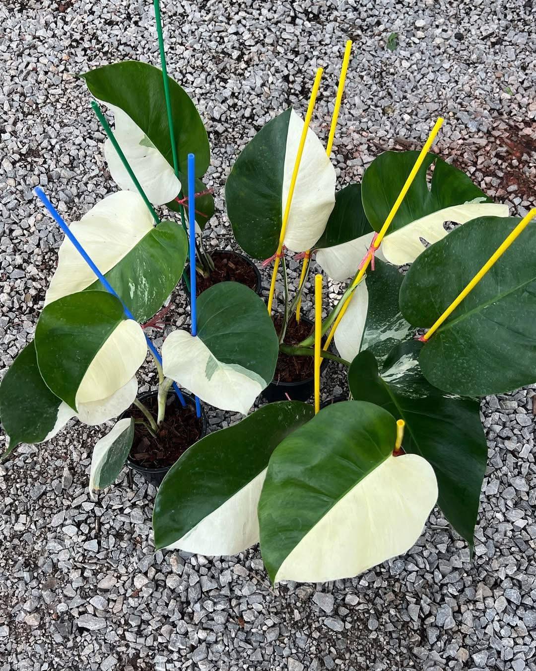 Half moon monstera 