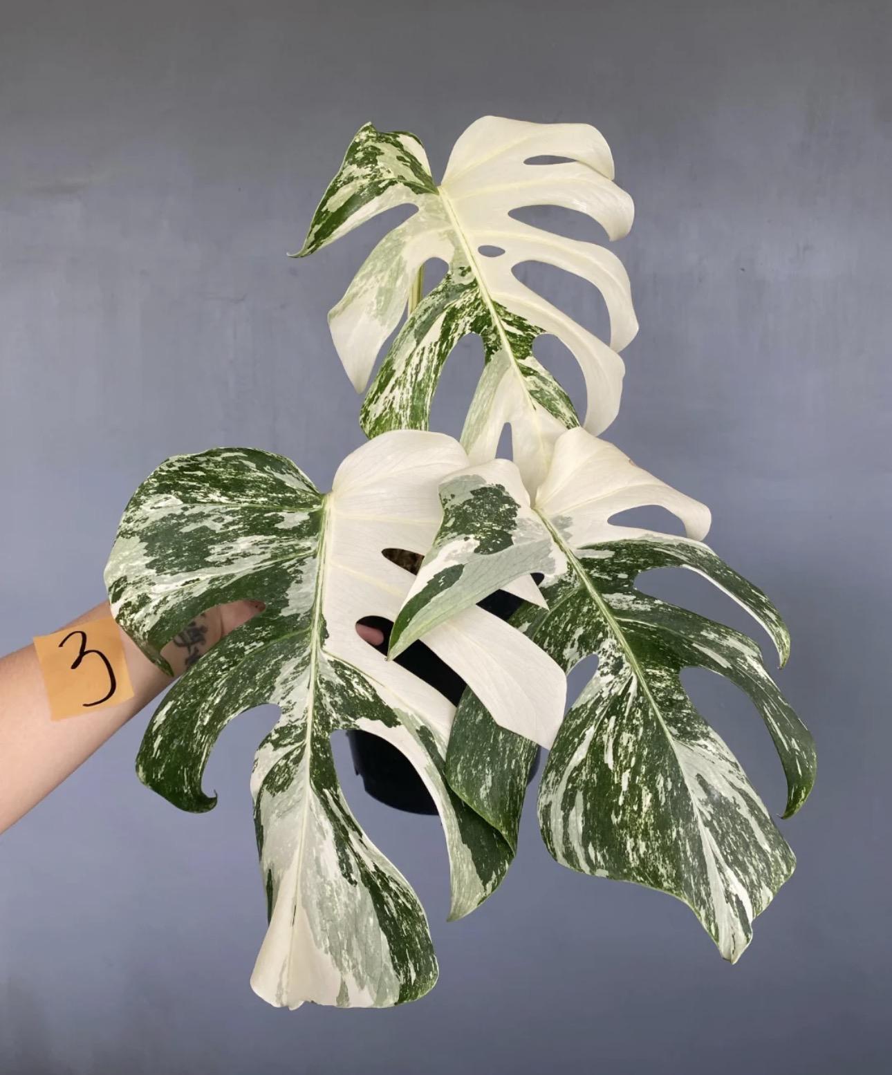 Variegated monstera 