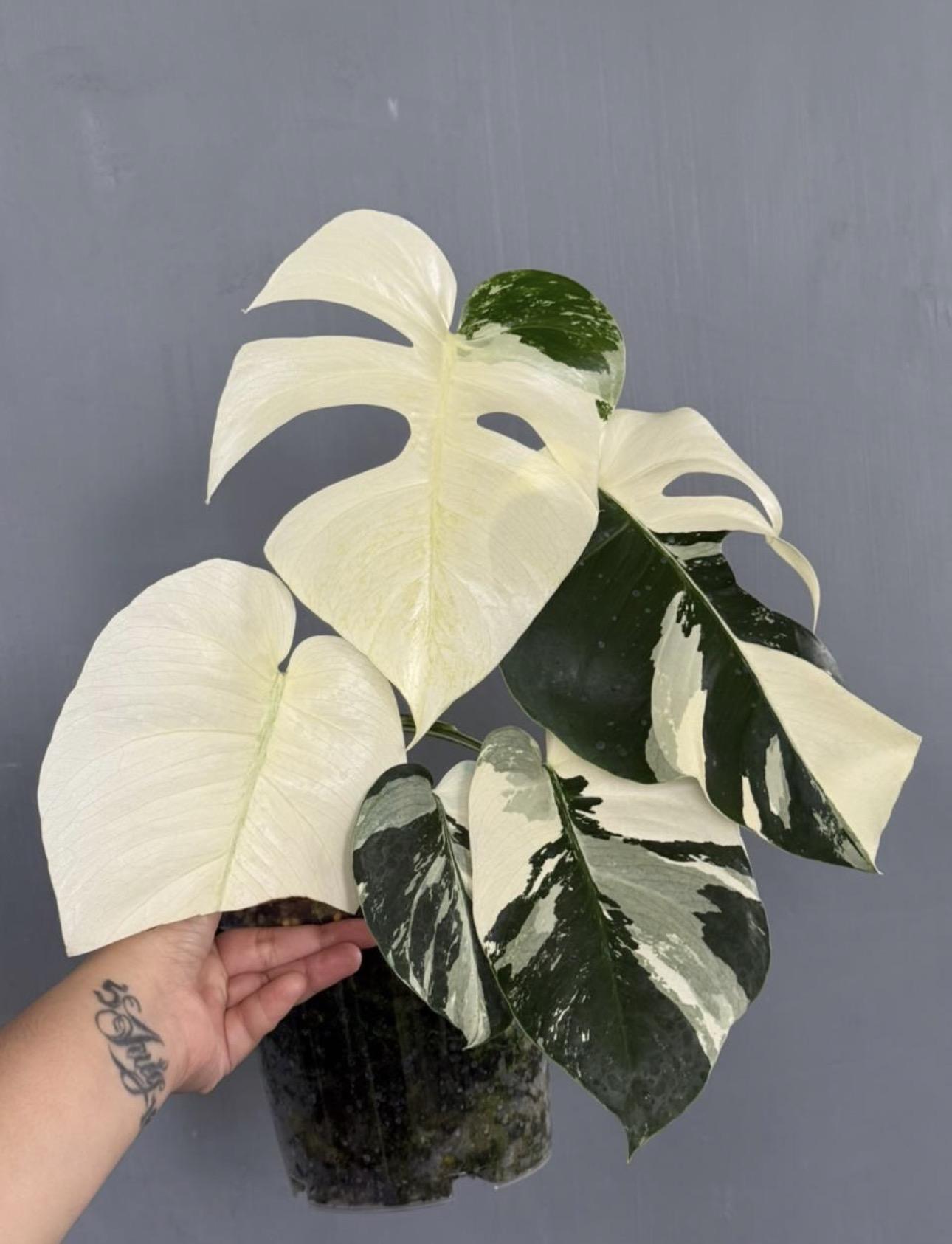 Variegated monstera 