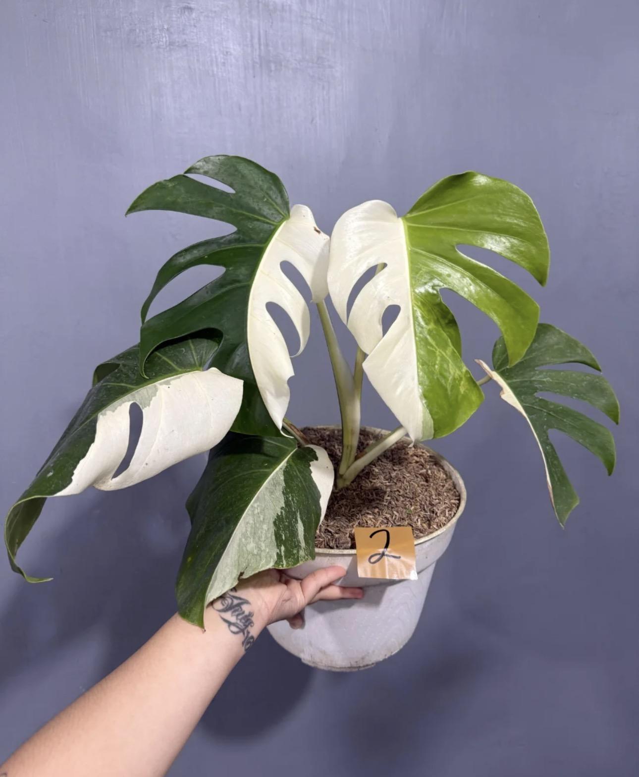 Monstera half moon 