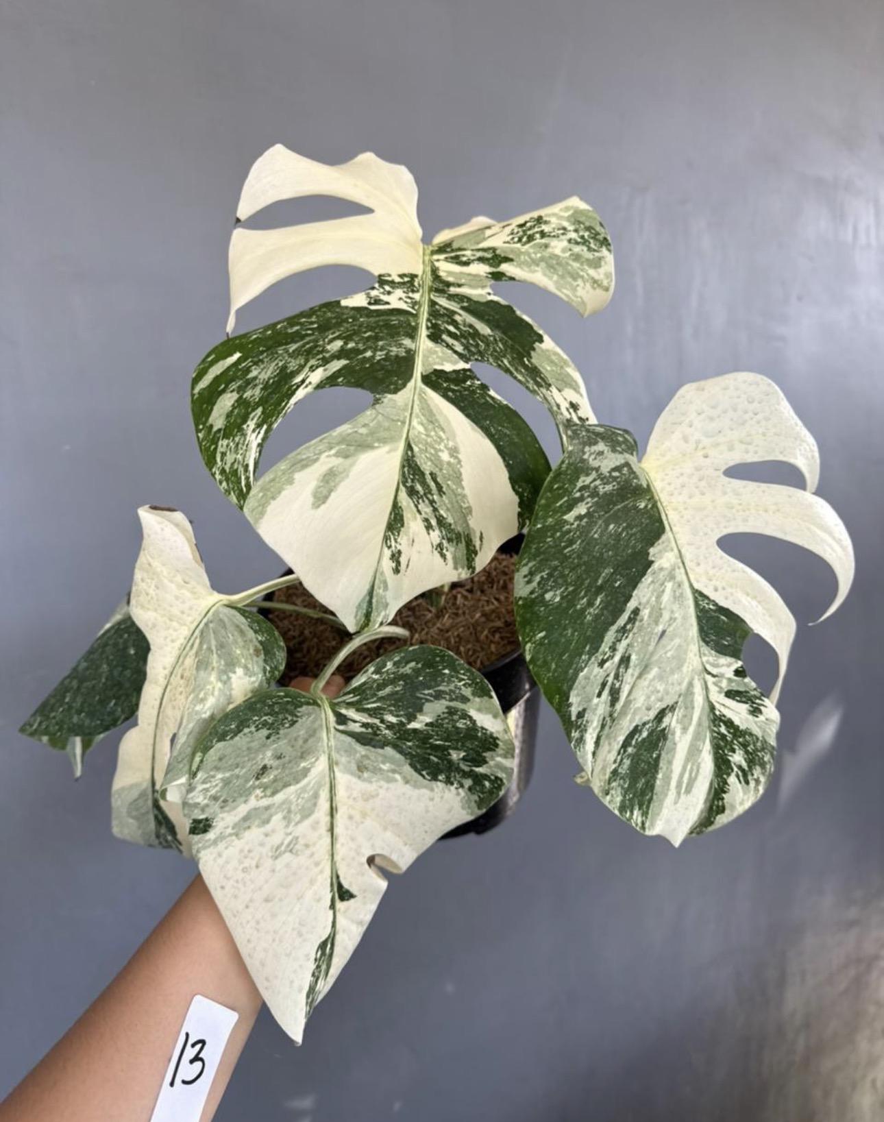 Variegated monstera 