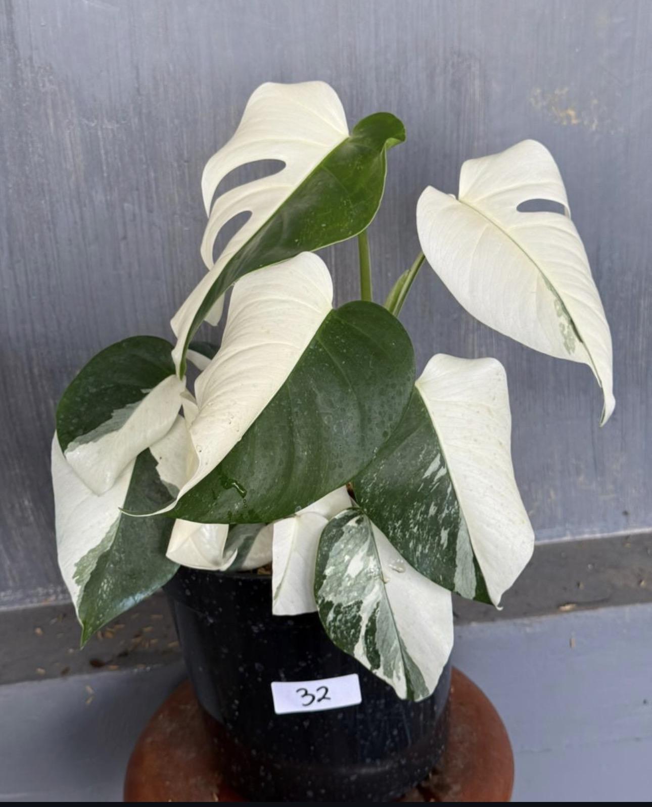 Monstera albo 