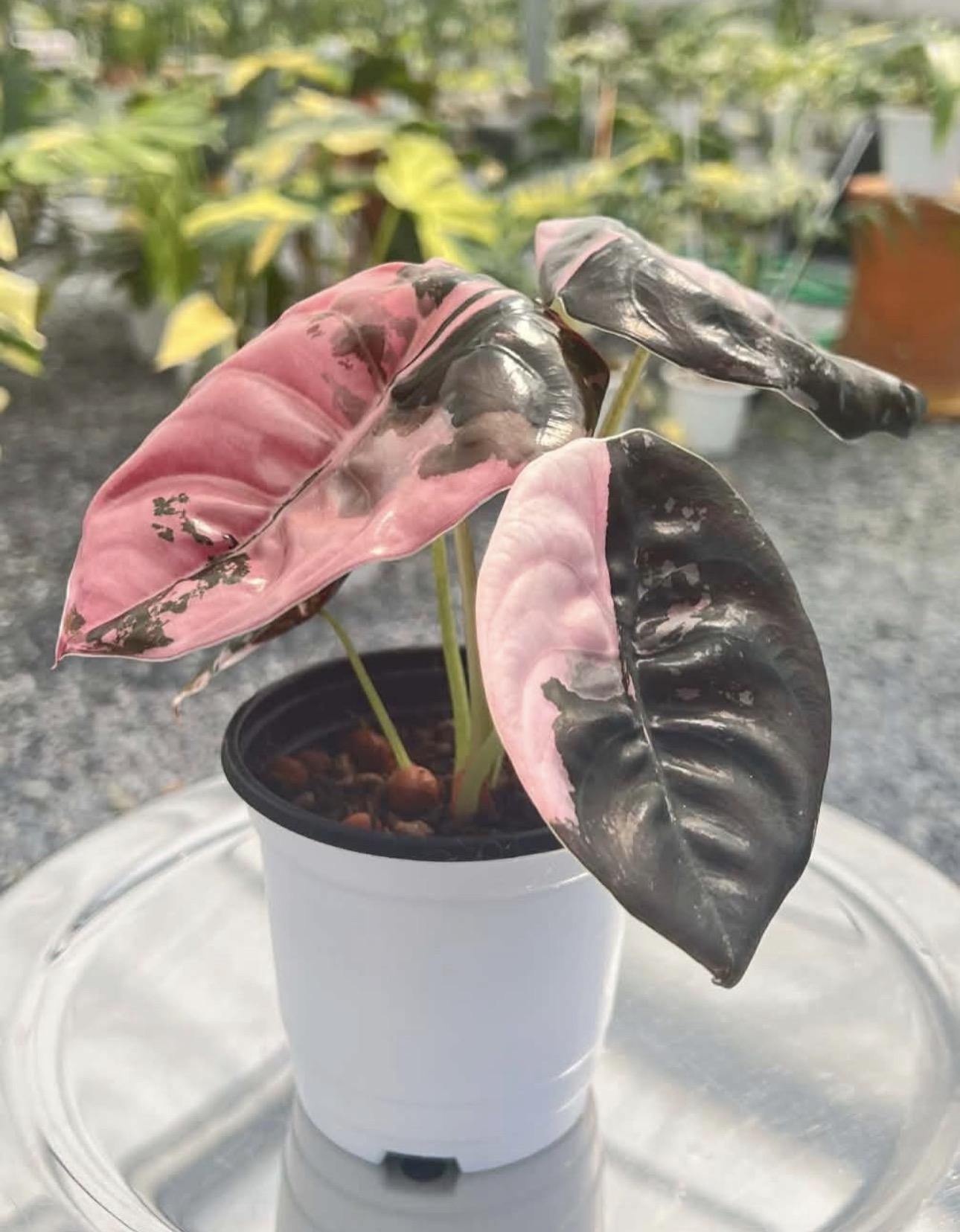 Alocasia pink 