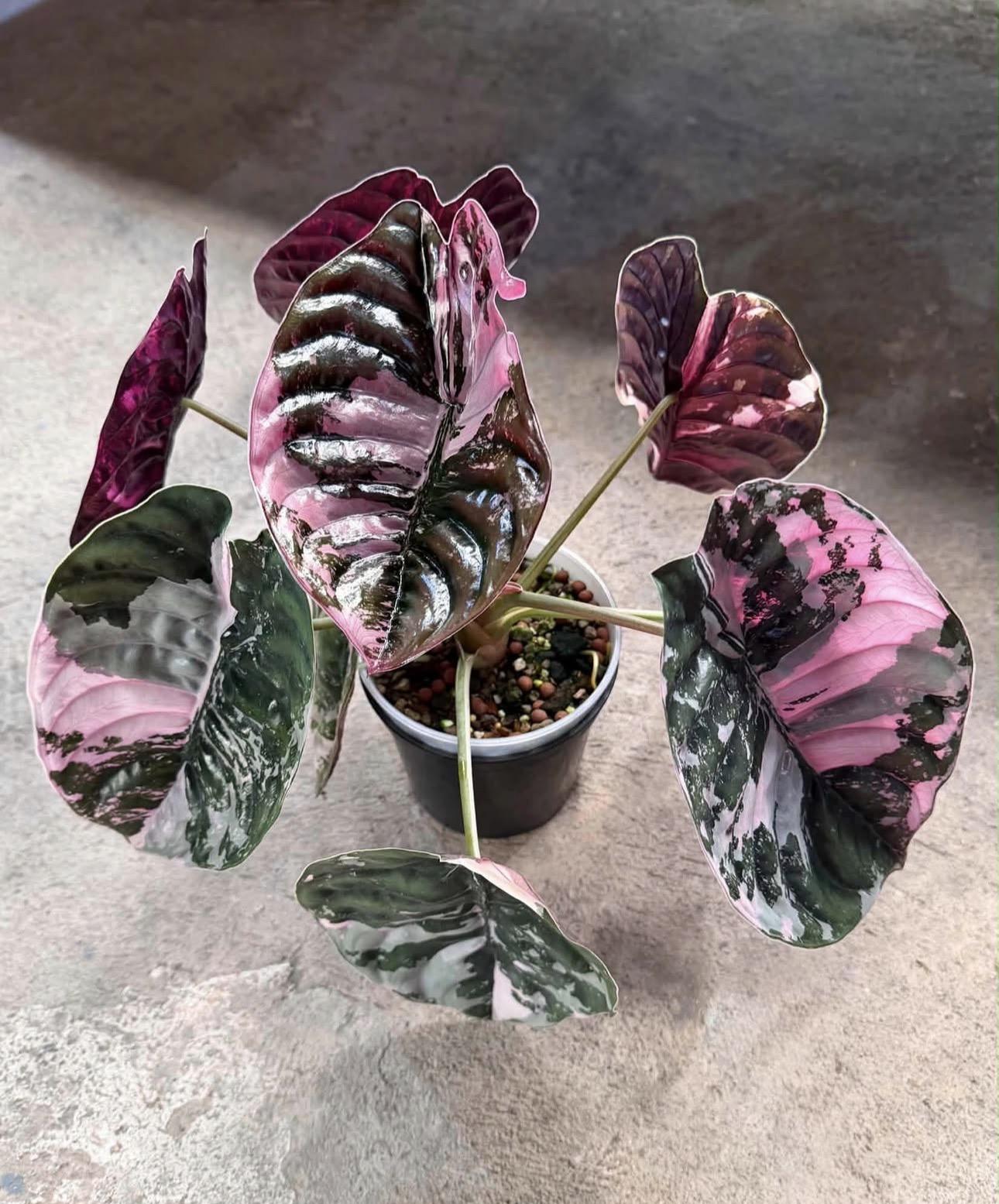 Alocasia frydek 