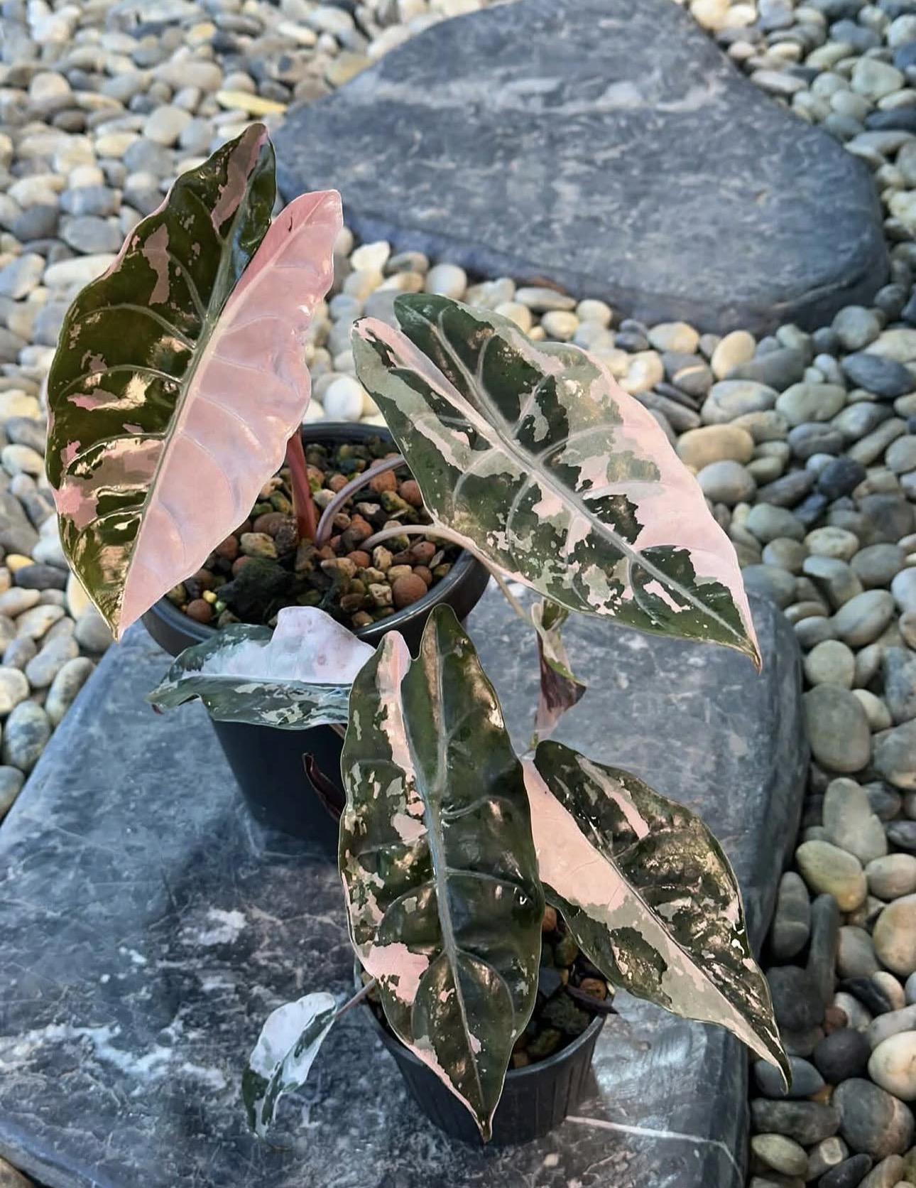 Alocasia pink 