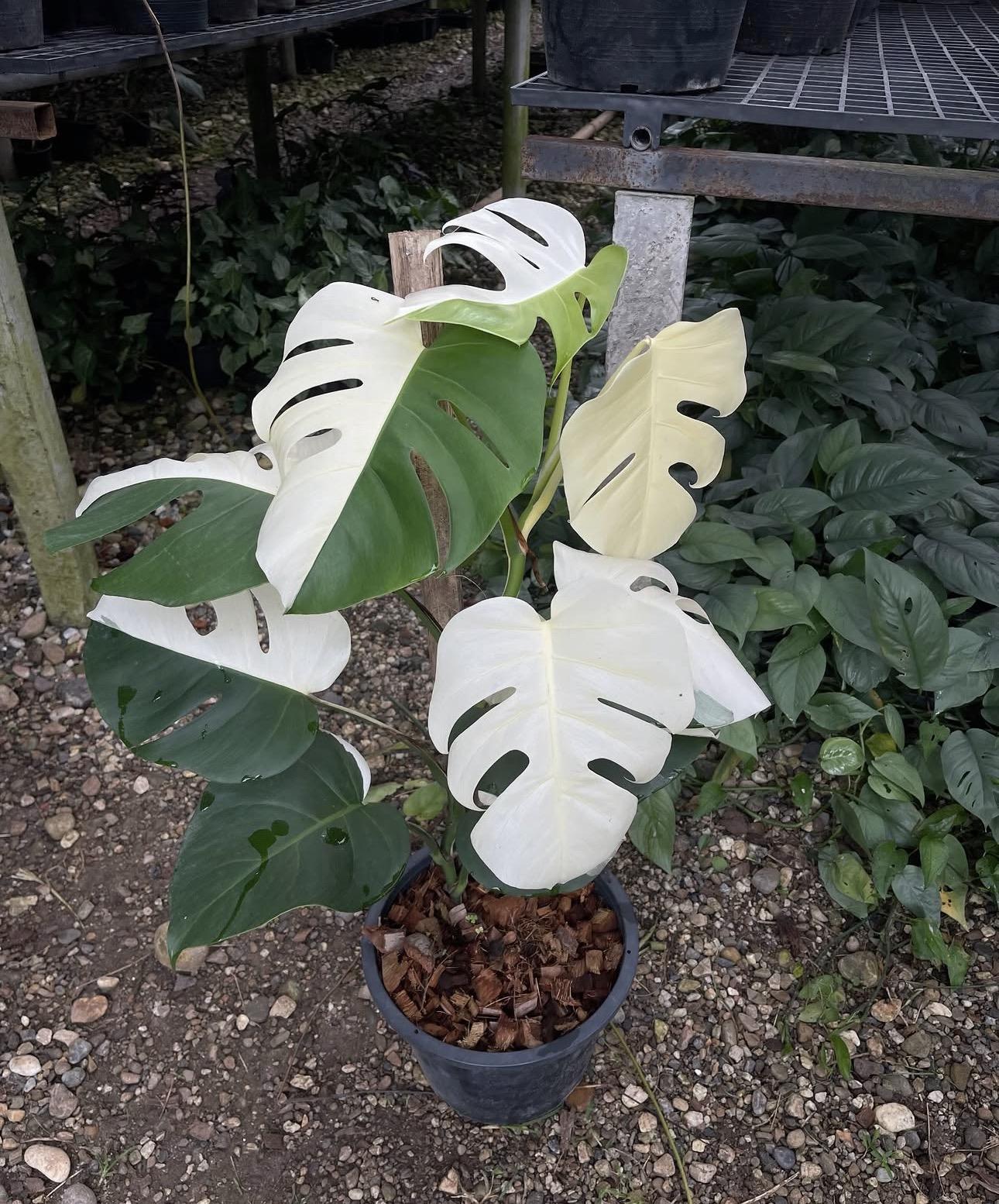 Monstera half moon 