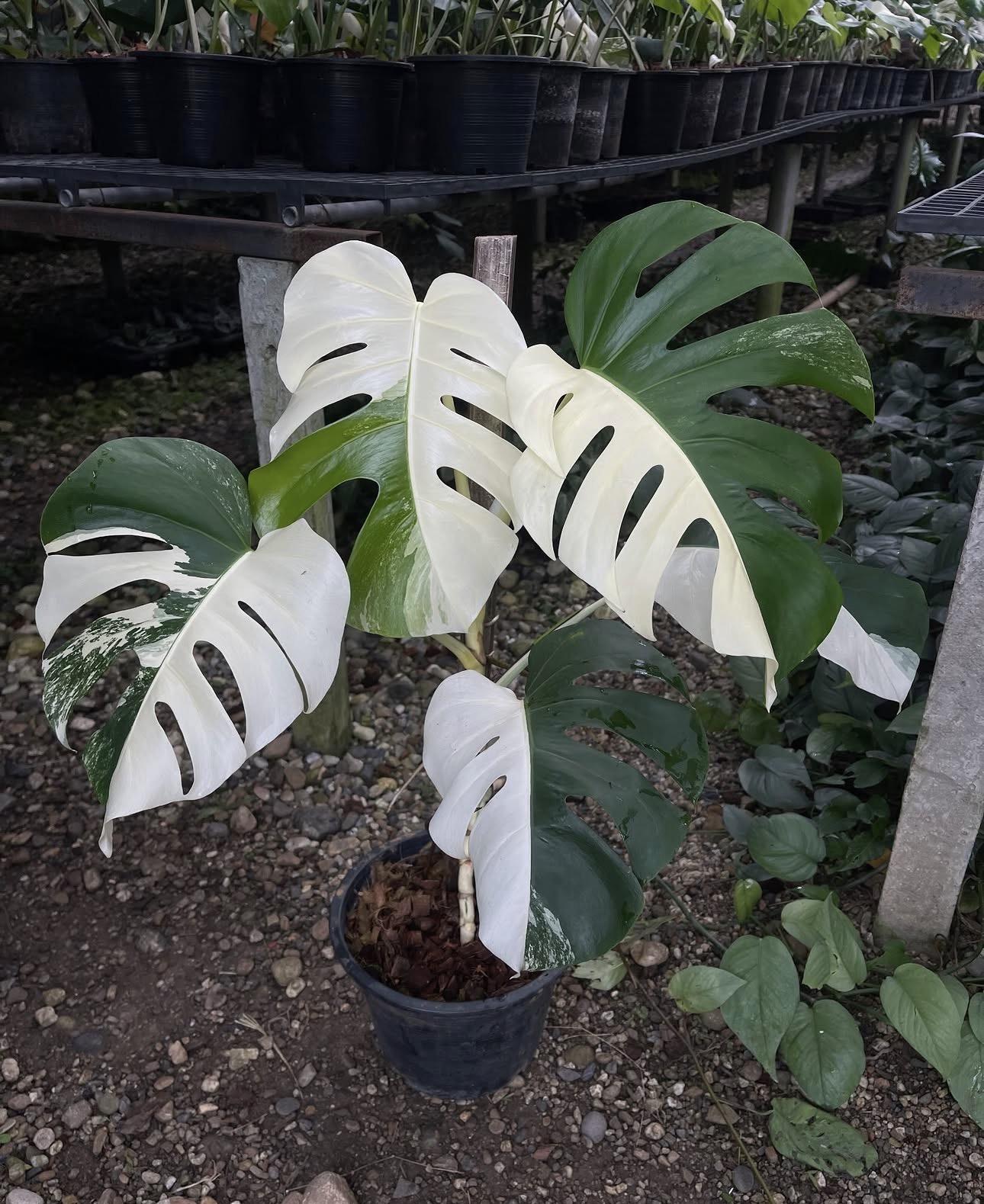 Monstera half moon 