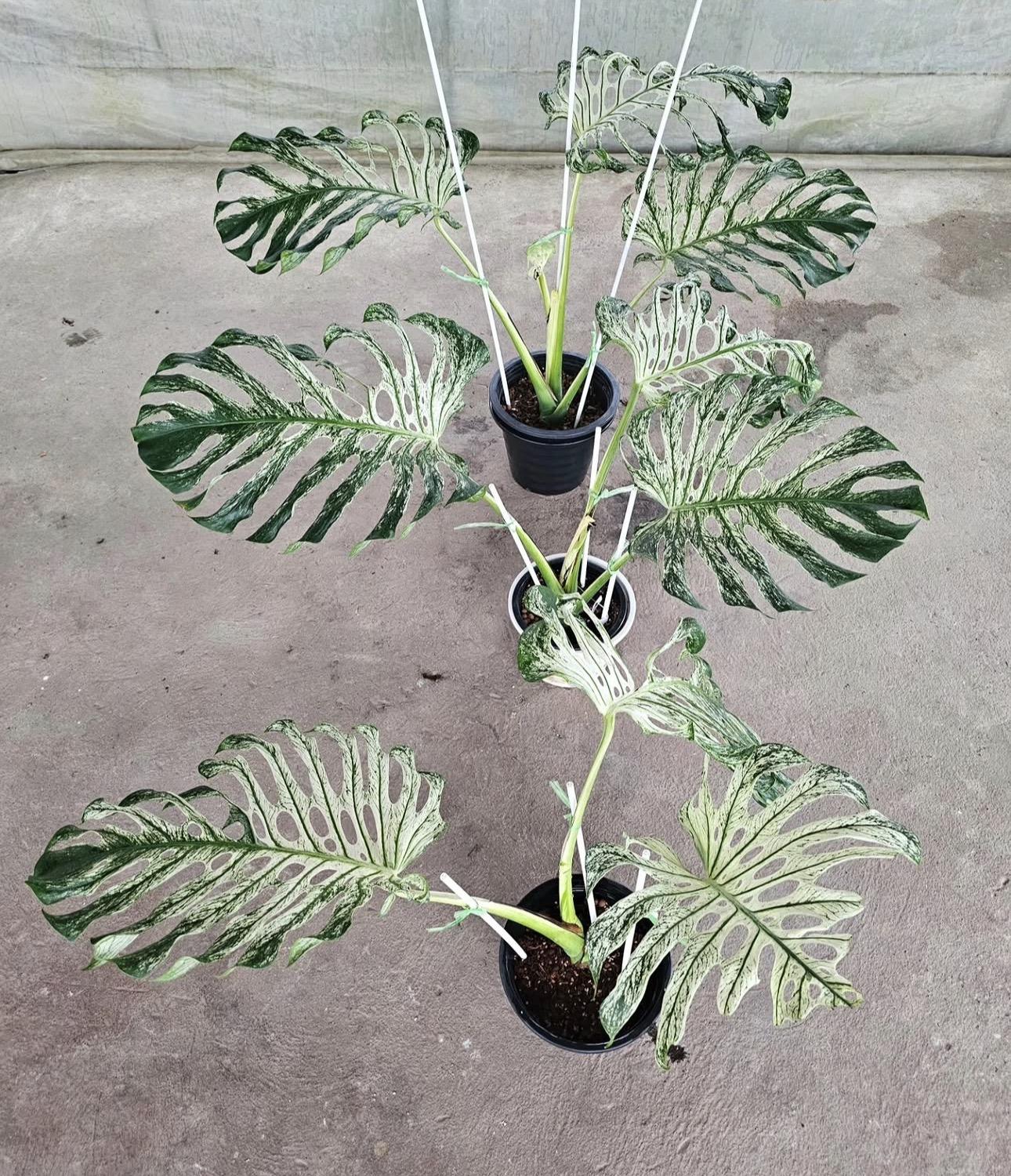 Monstera devil 