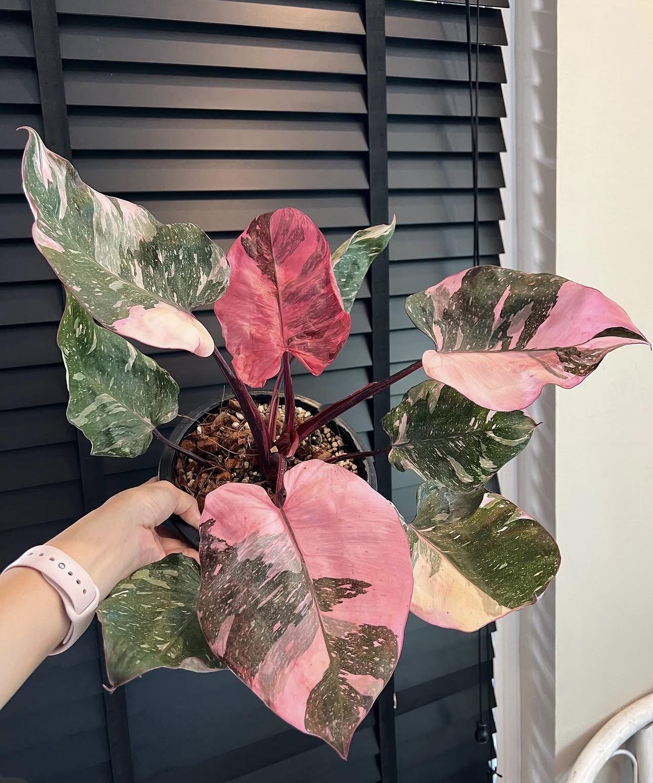 Pink princess philodendron 
