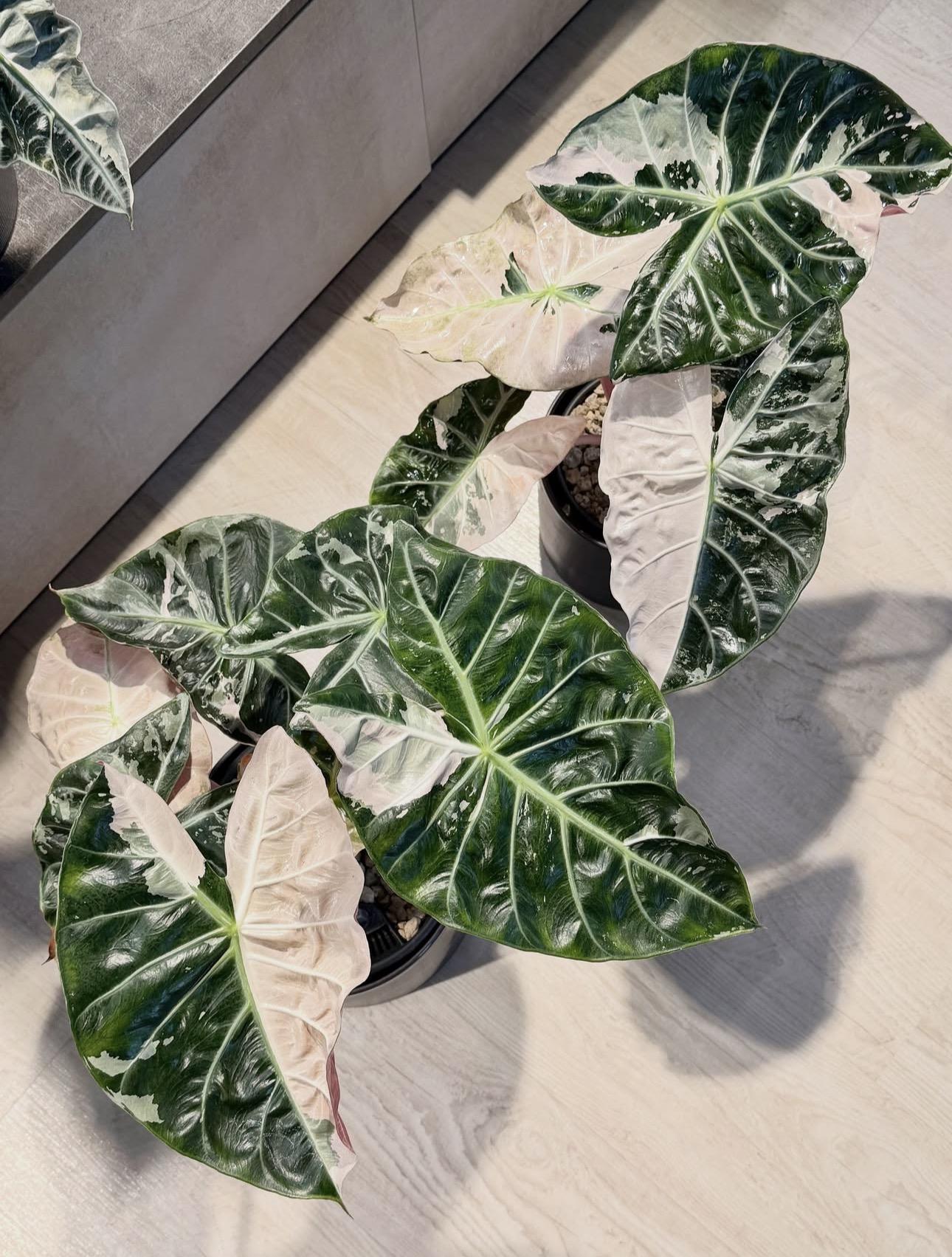 Alocasia frydek 