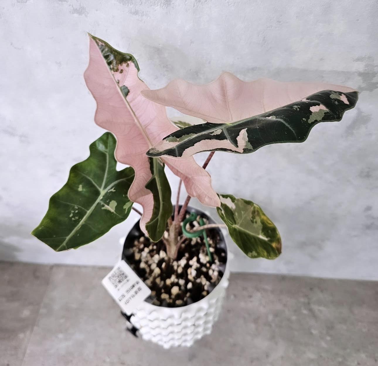  Alocasia dragon scale 
