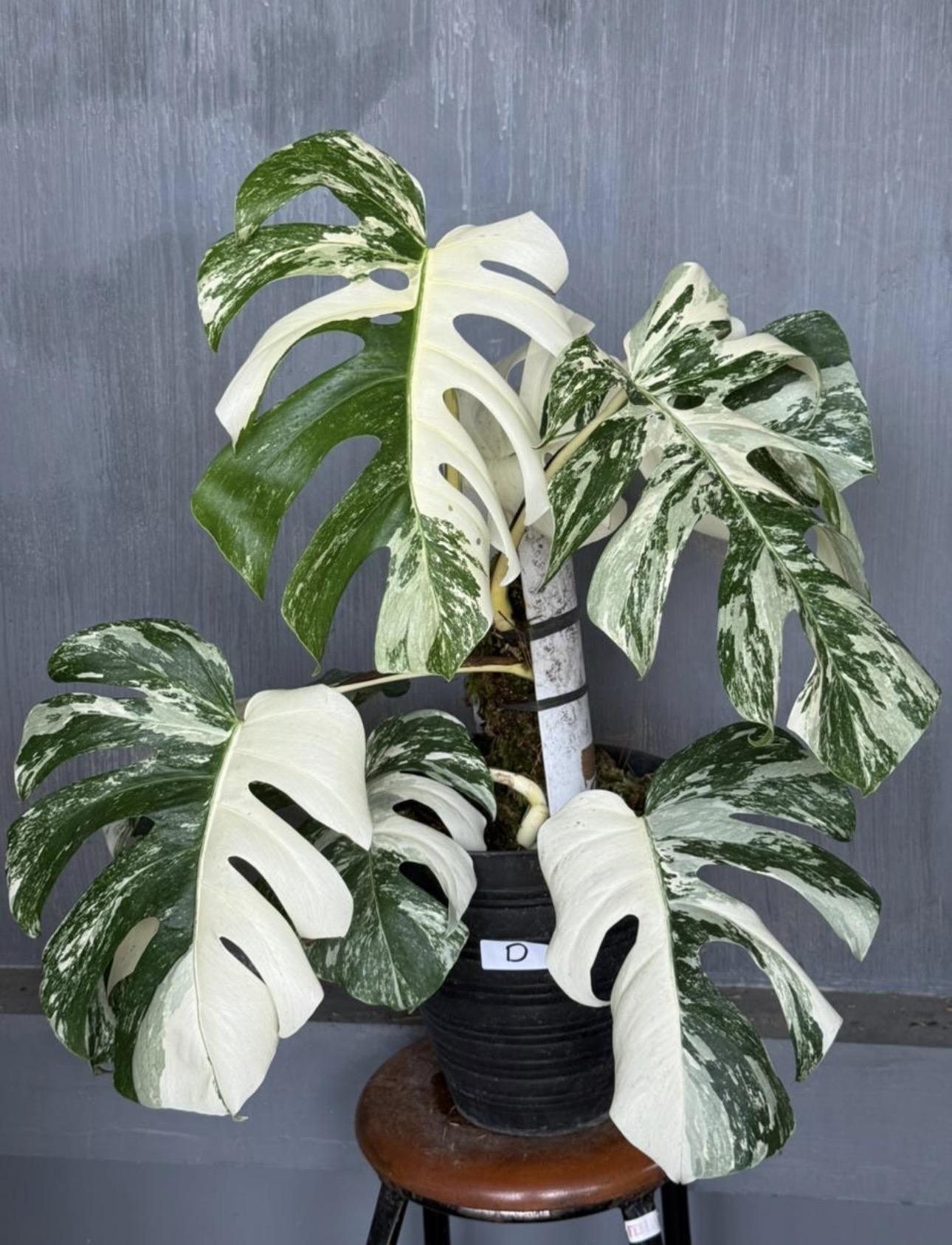 Variegated monstera 