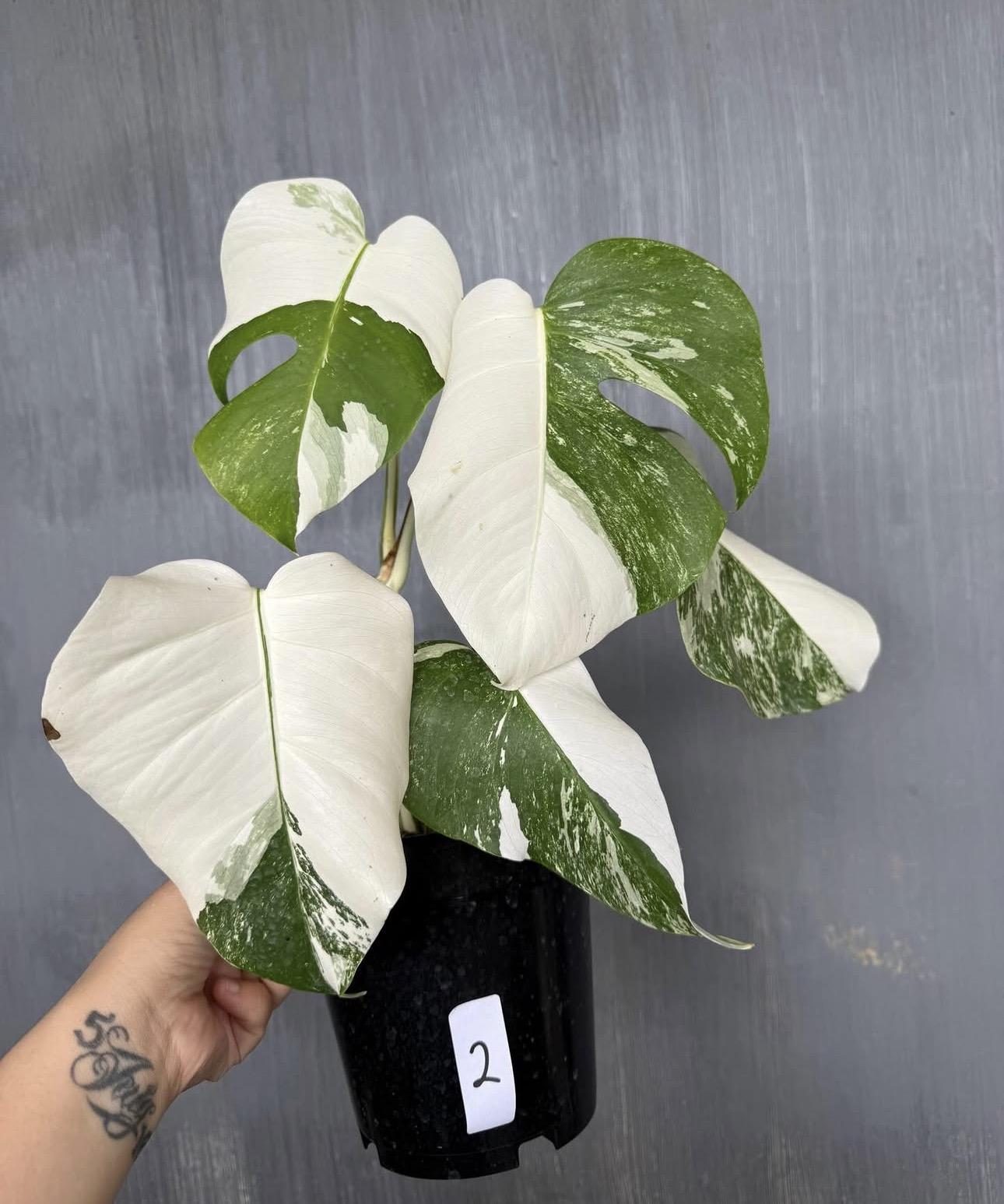Monstera albo 