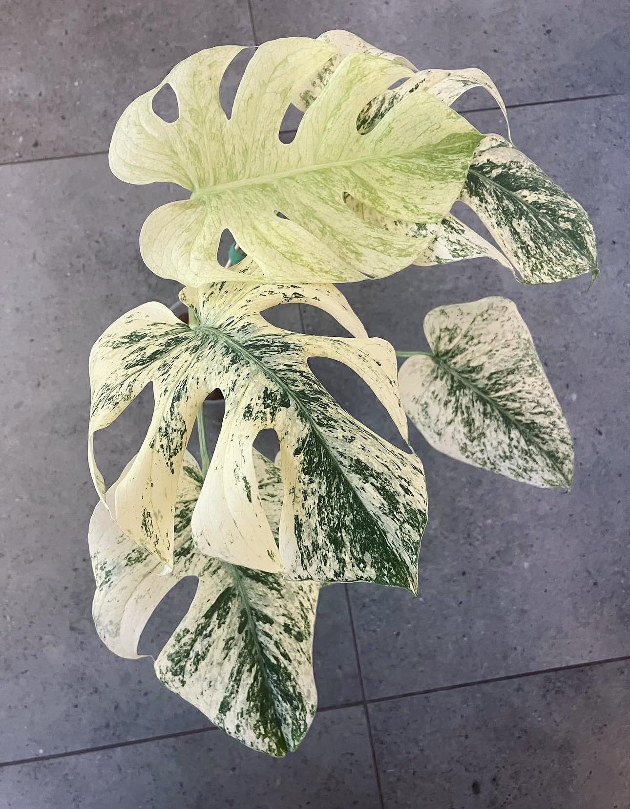 Monstera mint