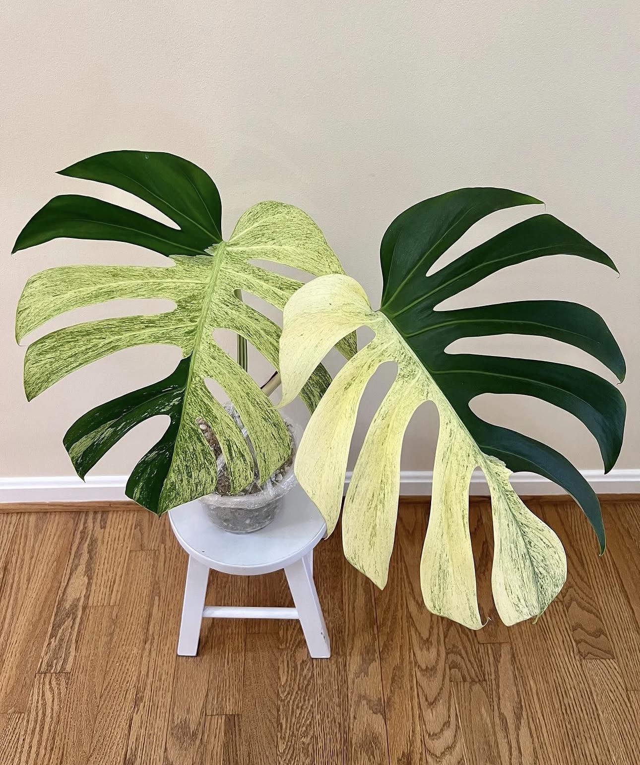 Monstera mint